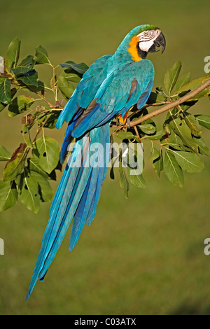 Blu-giallo Macaw (Ara ararauna), Adulto su un ramo, Pantanal, Brasile, Sud America Foto Stock