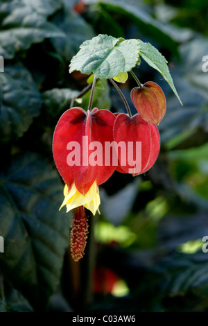 Trailing Abutilon (Abutilon megapotamicum) Foto Stock