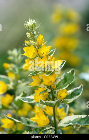 Avvistato (Loosestrife Lysimachia punctata) Foto Stock