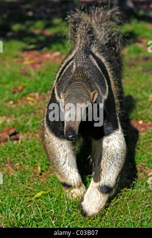 Giant Anteater (Myrmecophaga tridactyla), Adulto a piedi, Pantanal, Brasile, Sud America Foto Stock