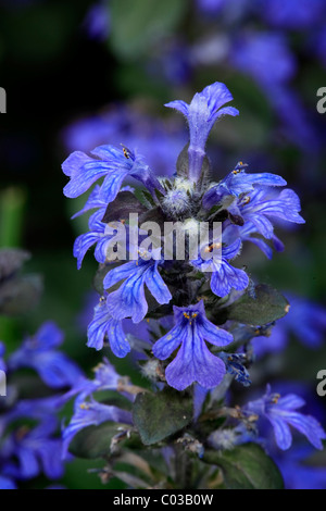 Blue Bugle o Carpetweed (Ajuga reptans) Foto Stock