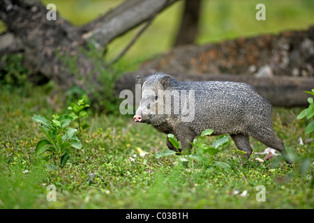 Acciuffato pecari (Pecari tajacu), Adulto, Pantanal, Brasile, Sud America Foto Stock