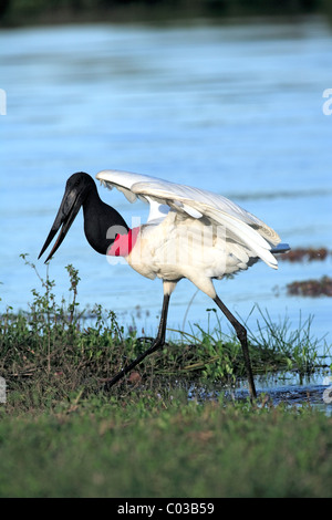 Jabiru Aeroporto (Jabiru Aeroporto mycteria), uccello adulto la pesca in acqua, Pantanal, Brasile, Sud America Foto Stock