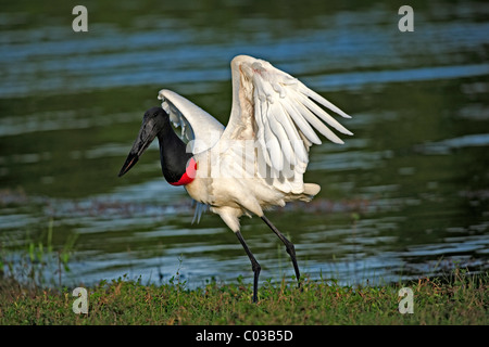 Jabiru Aeroporto (Jabiru Aeroporto mycteria), uccello adulto la pesca in acqua, Pantanal, Brasile, Sud America Foto Stock