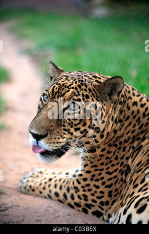 Jaguar (Panthera onca), maschio adulto, Pantanal, Brasile, Sud America Foto Stock