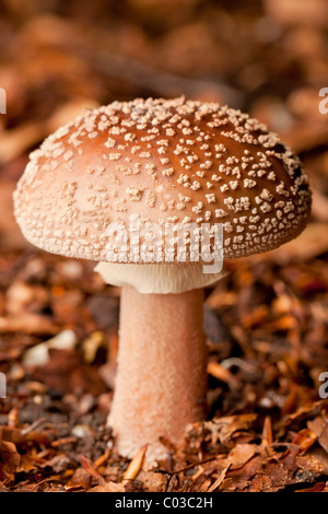 Panther tappo (a fungo Amanita pantherina) Foto Stock