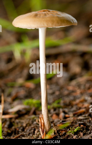 Comune di fungo del cofano (Mycena galericulata) Foto Stock