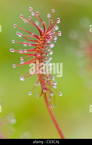 Di forma oblunga lasciava sundew o spoonleaf sundew (Drosera intermedia) Foto Stock