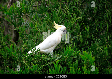 Zolfo-crested Cockatoo (Cacatua galerita), uccello adulto nella struttura ad albero in cerca di cibo, Australia Foto Stock