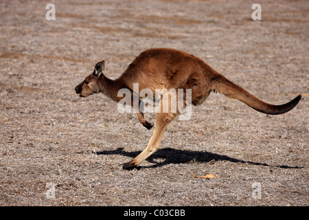 Grigio occidentale Canguro (Macropus fuliginosus fuliginosus), sub-specie dal Kangaroo Island, adulto che saltava, Kangaroo Island Foto Stock