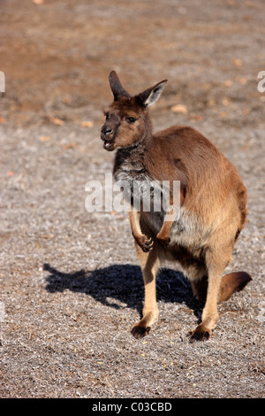 Grigio occidentale Canguro (Macropus fuliginosus fuliginosus), sub-specie dal Kangaroo Island, adulto, Kangaroo Island Foto Stock