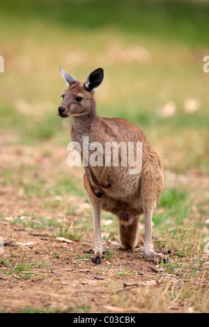 Grigio occidentale Canguro (Macropus fuliginosus fuliginosus), sub-specie dal Kangaroo Island, adulto, Kangaroo Island Foto Stock