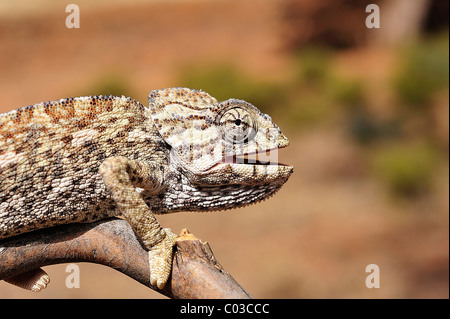 Camaleonte comune (Chamaeleo chamaeleon) su un ramo, Marocco, Africa Foto Stock