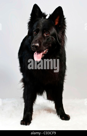 Antico tedesco cane pastore Foto Stock