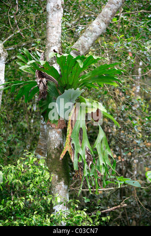 La Staghorn, elkhorn fern (Platycerium), che cresce su un albero, Parco Nazionale Lamington, Australia Foto Stock