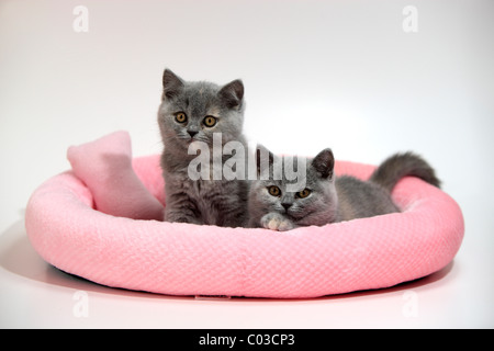 Chartreux, il gatto domestico, due gattini, dieci settimane Foto Stock