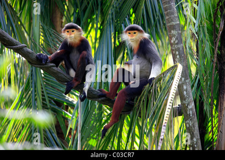 Rosso-shanked Douc (Pygathrix nemaeus), Adulto, giovane, su albero, Asia Foto Stock