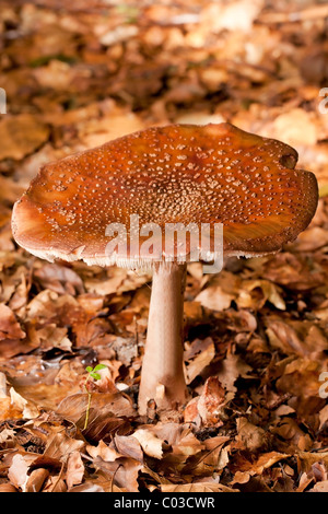 Rufous Milkcap fungo (Lactarius rufus) Foto Stock