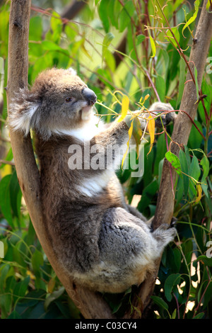 Koala (Phascolarctos cinereus), Adulto nella struttura ad albero alimentazione su eucalipto, Australia Foto Stock