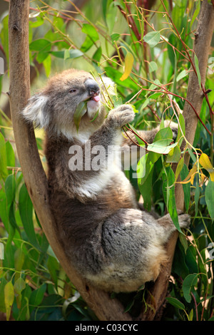 Koala (Phascolarctos cinereus), Adulto nella struttura ad albero alimentazione su eucalipto, Australia Foto Stock