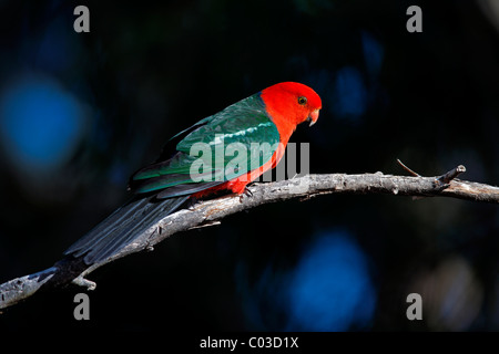 Australian re Parrot (Alisterus scapularis), maschio adulto su albero, Broulee, Nuovo Galles del Sud, Australia Foto Stock