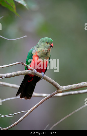 Australian re Parrot (Alisterus scapularis), femmina adulto su albero, Broulee, Nuovo Galles del Sud, Australia Foto Stock