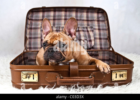 Bulldog francese giacente in una valigia Foto Stock