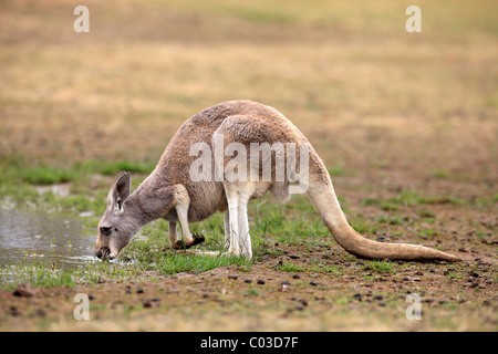 Orientale Canguro grigio (Macropus giganteus), bere donna adulto, Australia Foto Stock