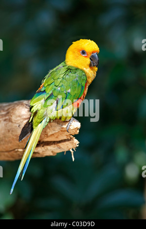 Parrocchetto Jandaya o Jenday Conure (Aratinga solstitialis jandaya), Adulto su un albero, Pantanal, Brasile, Sud America Foto Stock