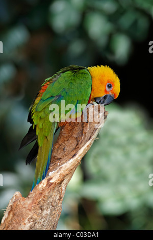 Parrocchetto Jandaya o Jenday Conure (Aratinga solstitialis jandaya), Adulto su un albero, Pantanal, Brasile, Sud America Foto Stock