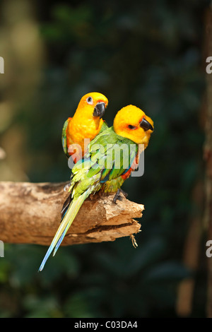 Parrocchetto Jandaya o Jenday Conure (Aratinga solstitialis jandaya), coppia su di un albero, Pantanal, Brasile, Sud America Foto Stock