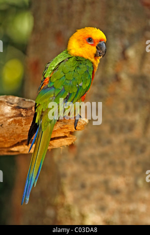 Parrocchetto Jandaya o Jenday Conure (Aratinga solstitialis jandaya), Adulto su un albero, Pantanal, Brasile, Sud America Foto Stock