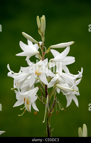 Madonna Lily (Lilium candidum), fioritura, Germania, Europa Foto Stock