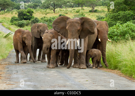 Elefante africano mandria camminando per strada Sud Africa Foto Stock