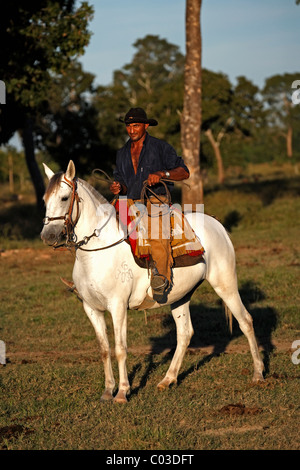 Pantanal Cowboy in sella al suo cavallo Pantaneiro, Pantanal, Brasile, Sud America Foto Stock
