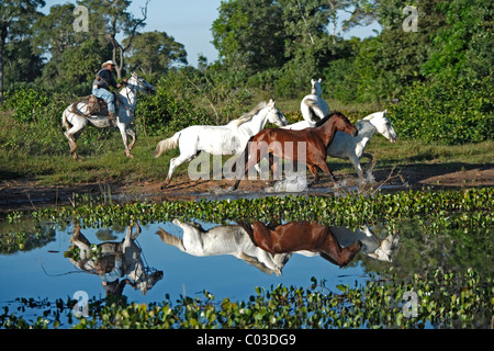 Pantanal cowboy con una frusta arrotondamenti Pantaneiro cavalli, Pantanal, Brasile, Sud America Foto Stock