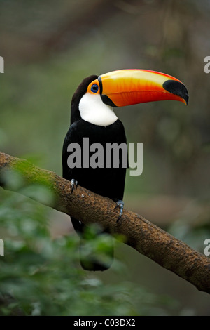 Trasduttore Toco Toucan (Ramphastos toco), Adulto, su albero, Pantanal, Brasile, Sud America Foto Stock