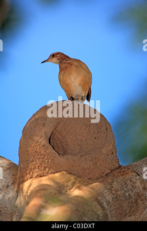 Rufous Hornero (Furnarius rufus) adulto, al nido nella struttura ad albero, Pantanal, Brasile, Sud America Foto Stock