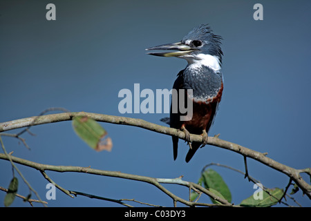 Di inanellare Kingfisher (Ceryle torquata) adulto sul ramo, Pantanal, Brasile, Sud America Foto Stock