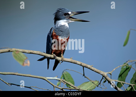 Di inanellare Kingfisher (Ceryle torquata) adulto sul ramo, Pantanal, Brasile, Sud America Foto Stock