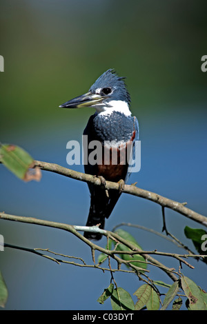 Di inanellare Kingfisher (Ceryle torquata) adulto sul ramo, Pantanal, Brasile, Sud America Foto Stock