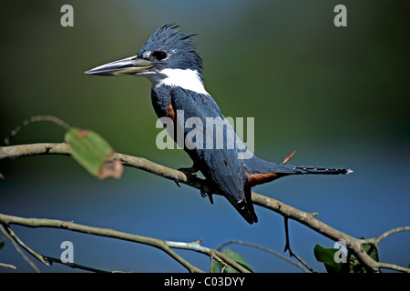 Di inanellare Kingfisher (Ceryle torquata) adulto sul ramo, Pantanal, Brasile, Sud America Foto Stock