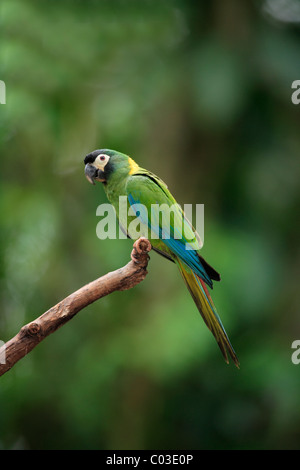 Blu-winged Macaw (Primolius maracana), Adulto nella struttura ad albero, Pantanal, Brasile, Sud America Foto Stock