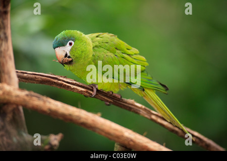 Blu-winged Macaw (Primolius maracana), subadult, non completamente colorata, nella struttura ad albero, Pantanal, Brasile, Sud America Foto Stock