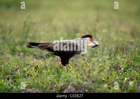 Crestato meridionale Caracara (Caracara plancus, precedentemente Polyborus plancus), Adulto con la preda, pesce, Pantanal, Brasile, Sud America Foto Stock