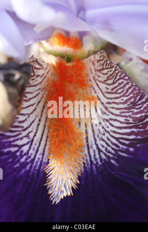 Iris barbuto in il giardino murato Godinton House, Kent Foto Stock