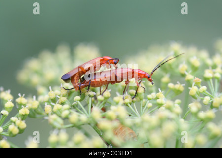 Soldato di accoppiamento maggiolini su fioritura di prezzemolo Foto Stock