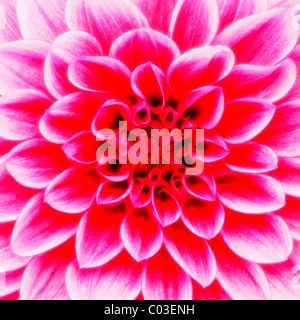Dahlia 'Maxim' (Dahlia), fiore, close-up Foto Stock