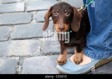 Cucciolo di bassotto Foto Stock