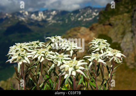 Edelweiss (Leontopodium alpinum Cass.) Foto Stock